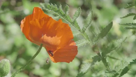 Tow Bees Collide In Front Of Orange Poppy Before One Enters The Flower To Stock Footage 196099989