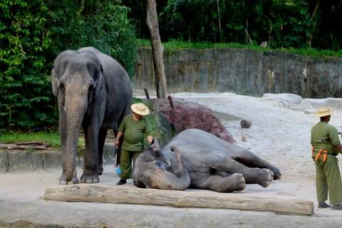 Tow elephant and tanner is performing Stock Photos