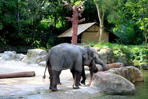 Tow elephant is performing in show Stock Photos