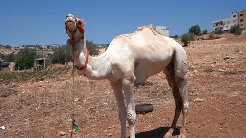 Towards camel close up in deserted land Stock Footage 127840918