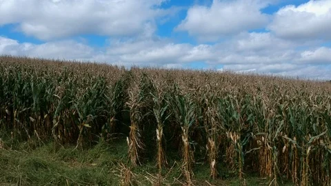 Towards corn rows Video stock 97188158