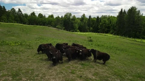 Towards the curious yaks 動画素材 158755151