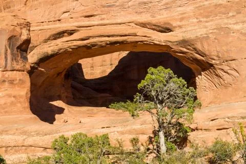 Tower Arch and juniper tree Stock Photos