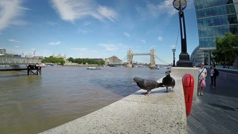 Tower Bridge in the background and two pigeons eating on the front Stock Footage 79506175