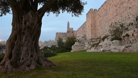 Tower of David with an olive tree; Jerusalem Israel Time Lapse Stock Footage 151449438