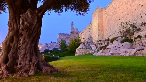 Tower of David with an olive tree; Jerusalem Israel 4K Stock Footage 151449946