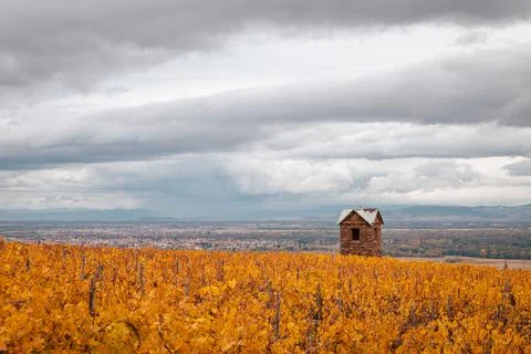 The tower in the field Фото