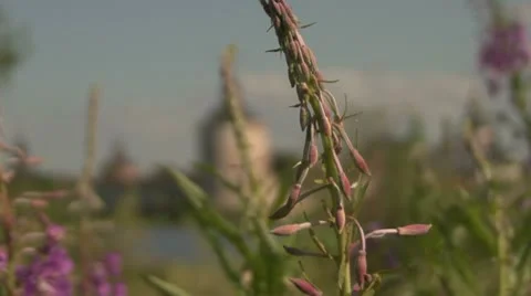 Tower  flowers 動画素材 12049114