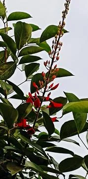 Tower flowers Stock Photos