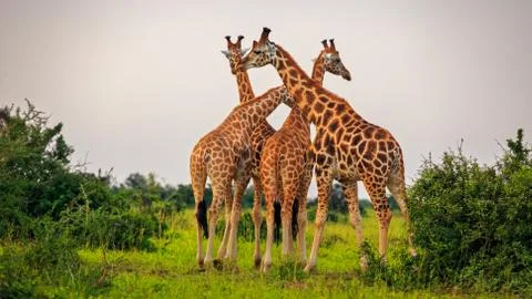 Tower of giraffe standing on the plains of Murchison Falls 스톡 사진