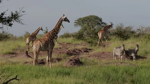 Tower of Giraffe with Zebra Stockbeeldmateriaal 125186279