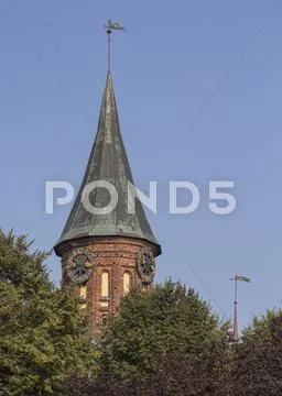Tower Konigsberg Cathedral and Jasmine. Symbol of Kaliningrad Stock Photos