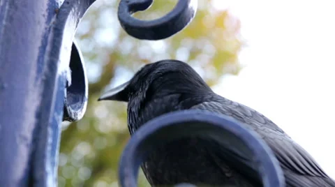 Tower of London raven Stock Footage 44715089