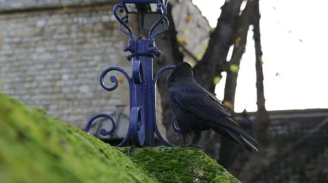 Tower of London raven on wall Stock Footage 44698891