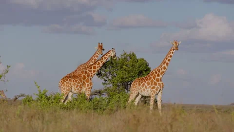 Tower of Reticulated giraffe browsing in the morning Stock-Footage 310971950