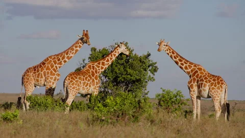 Tower of Reticulated giraffe browsing in the morning Stock-Footage 310972208