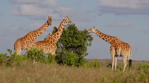 Tower of Reticulated giraffe browsing in the morning Stock-Footage 310972448