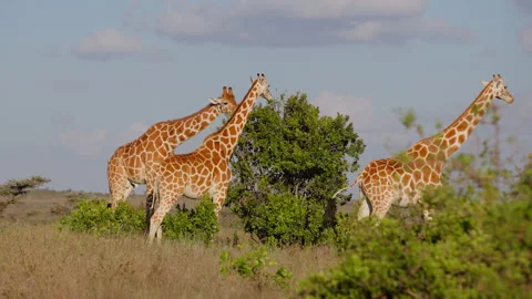 Tower of Reticulated giraffe browsing in the morning Stock-Footage 310976373