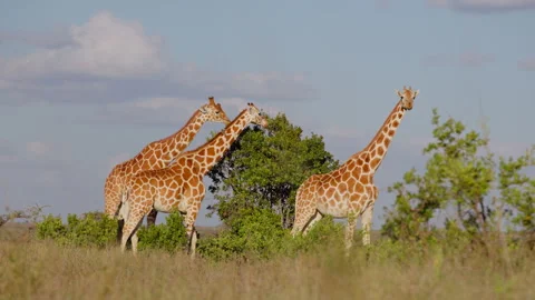 Tower of Reticulated giraffe browsing in the morning Stock-Footage 310976871