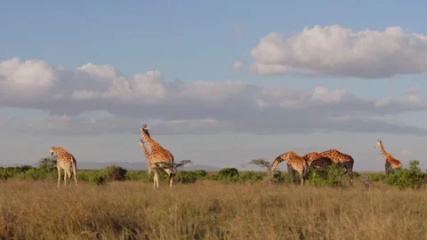 Tower of Reticulated giraffe browsing in savannah in morning Stock Footage 310976984