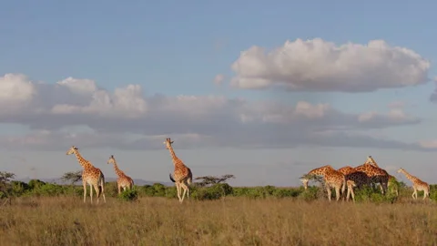Tower of Reticulated giraffe browsing in savannah in morning Stock-Footage 310977470