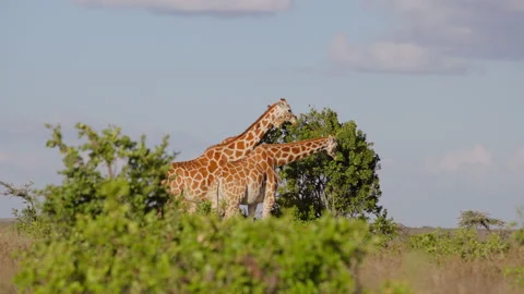 Tower of Reticulated giraffe browsing on tree in morning Stock-Footage 310971632
