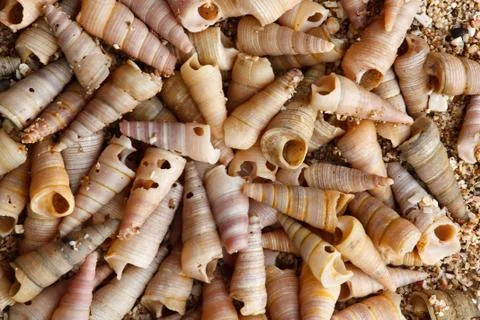 Tower shells Stock Photos