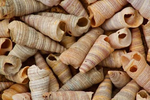 Tower shells Stock Photos