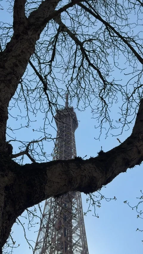 Tower viewed through winding twigs against vivid blue sky Stock Footage 346666423