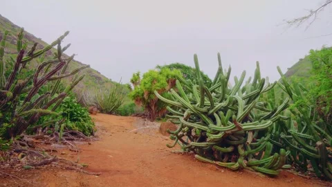 Towering and Sprawling Cereus Cacti and Dryland Plants in Koko Crater Botanical Stock Footage 325754735