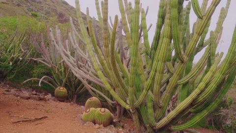 Towering and Sprawling Cereus Cacti and Barrel Cacti in Koko Crater Botanical Ga Stock Footage 325759800