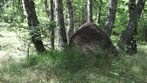 A towering ant metropolis constructed among ancient trees. Stock Footage 314852687