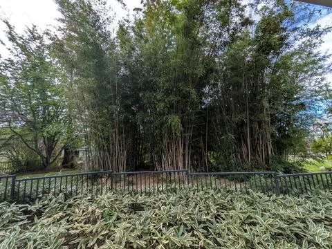 Towering bamboo grove with dense segmented culms and lush Foto stock