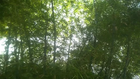 Towering bamboo tree Stock Footage 169331421