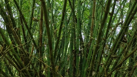 Towering Bamboo Trunks Seen from Below in Tropical Environment Stock Footage 335140206