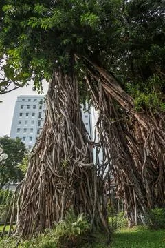 Towering banyan trees Stock Photos