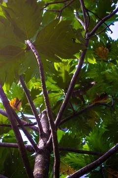 Towering Breadfruit Tree with Dense Green Canopy Viewed from Below Stock Photos