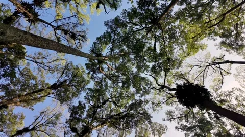 Towering canopy frames sky with dappled light Stock Footage 345136617