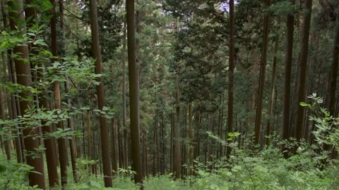 Towering Cedar Forest in the Mountains Stock Footage 332756908