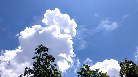 Towering Clouds Above the Treeline Stock Footage 330867213