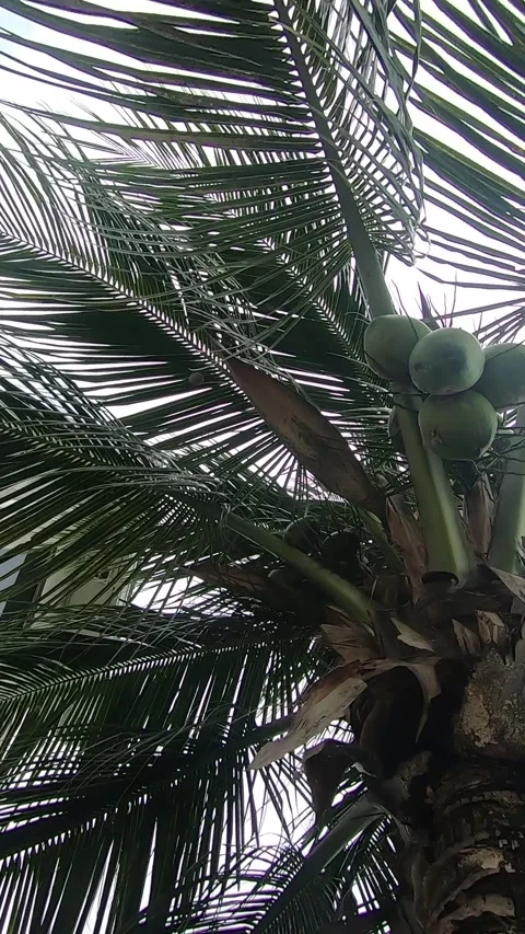 Towering coconut palm tree (Cocos nucifera) Stock Footage 336455414