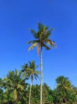Towering Coconut trees Stock Photos