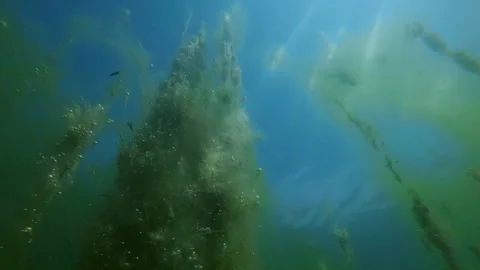Towering column of filamentous green algae Chlorophyta with bubbles in Stock Footage 341290822