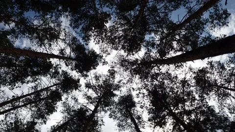 The towering crowns of pine trees. Vídeos de archivo 133638539