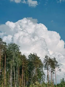 Towering Cumulus Clouds Above Pine Forest Under Clear Blue Sky 库存照片
