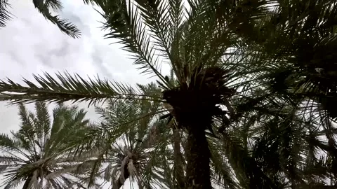 Towering Date Palm Trees with Fronds Moving in Breeze Stock Footage 341664986