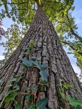 Towering forest tree trunk rising into green canopy from dramatic low angle Stockfoto's