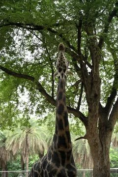 Towering giraffe viewed from below beneath lush tropical forest tree canopy Foto stock