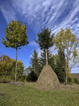A towering haystack and a lone evergreen tree form an unexpected pair, stan.. Foto stock