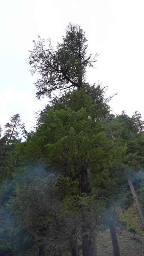Towering Himalayan deodar tree Stock Footage 297744804